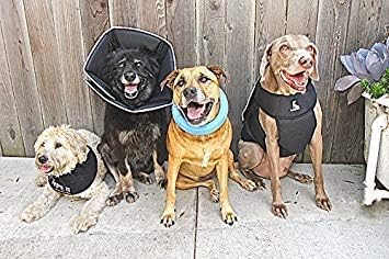 All Four Paws Comfy Cone Pet Cone for Dogs, Cats, Small-Long, Black - Comfortable Soft Dog Cone Collar Alternative for After Surgery, Wound Care, Spay, Neuter - Dog and Cat Recovery Collar