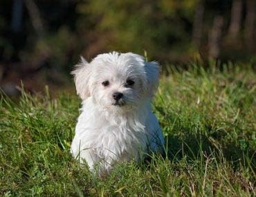 Dog Coat itching - Dog Healthy Hair and Coat - Shinny Coat - Skin Health - Immune Support - Nail Health - Dog Vitamin b12 - 120 Treats (2 Bottles)