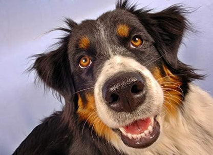 Dog Eye Health - Dog Eye Health - Advanced Formula - Benefits Vision - Immune Support - Dog Vitamin e - 3 Bottles (180 Treats)
