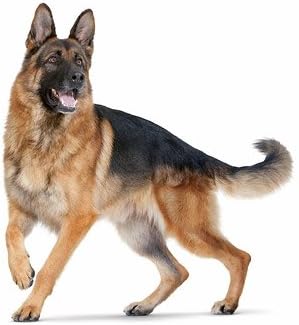 I LOVE MY PETS LLC Dog Urinary Vitamins - Dog Urinary Tract Support - UTI Relief Complex - Quality - Dog Urinary Treats - 180 Treats (2 Bottles)