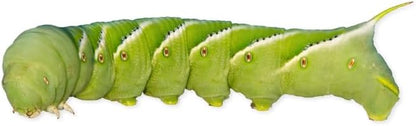 Fluker's Hornworms 24 Count - Reptile and Chicken Food