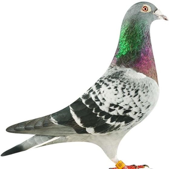 Farmalab Natural Dewormer Internal & External 100 Tabs Poultry - Vitamin for Poultry Rooster Hen Chicken Baby Chick Doves Pigeons and All Caged Birds (Pigeon Doves Squail)