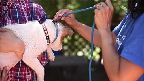 Cesar Millan Slip Lead Leash | Dog Leash | in Training Leash | (Regular, Blue/Orange)