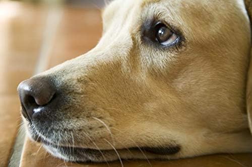 Dog Eye Solution - Dog Eye Health Solution - Supports Vision - Advanced Complex - Dog Cranberry - 120 Tablets (2 Bottles)