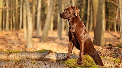 I LOVE MY PETS LLC Immune Boost for Dogs Treats - Dog Healthy Hair and Coat - Premium Formula - Chews - - 120 Treats (2 Bottles)