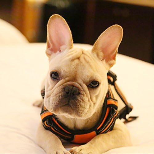 Creation Core Reflective Nylon Dog Harness and Training Leash Set Padded Durable Adjustable, Orange S