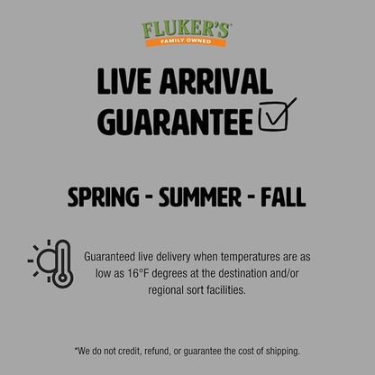 Fluker's Live Hornworms, 12 Count Cup, Premium High-Calcium Treats for Reptiles, Amphibians, and Birds