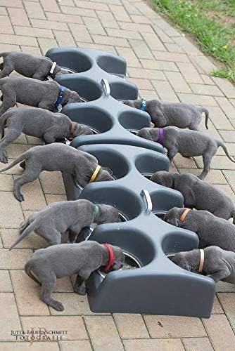 Mini 6 Litter Multiple Dog Bowl Feeder (Small/Medium Breeds)