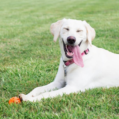 Chuckit! Air Fetch Ball Dog Toy, Extra Large (3.5 Inch Diameter), for dogs over 100 lbs