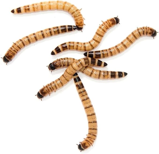 Surmen Legacy Live Superworms 200 Count Gut-Loaded (1.5-2 inches)