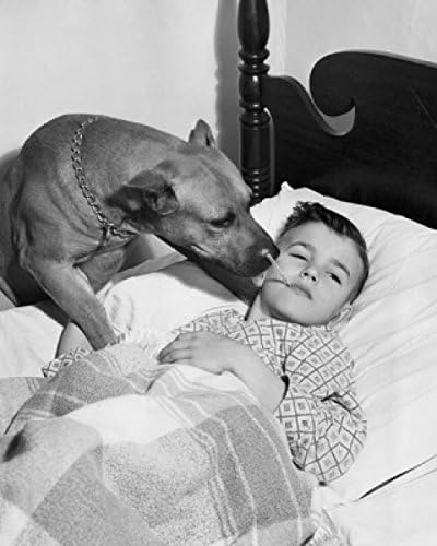 Posterazzi High angle view of a boy holding a thermometer in his mouth and a dog licking his cheek Poster Print, (24 x 36)