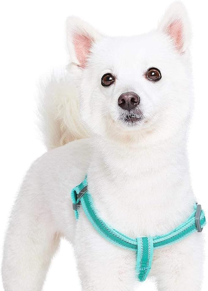 Blueberry Pet Essentials Reflective Back to Basics Matching Dog Harness and Leash Set, Minty Green, Adjustable Harness with 5 ft Leash for Medium Dogs