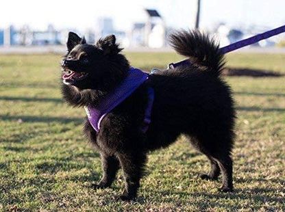 EcoBark Dog Leash - Soft & Reflective Comfort Leashes with Padded Handle - Safe, Strong, & Durable for Small, Medium or Large Dogs (Purple)