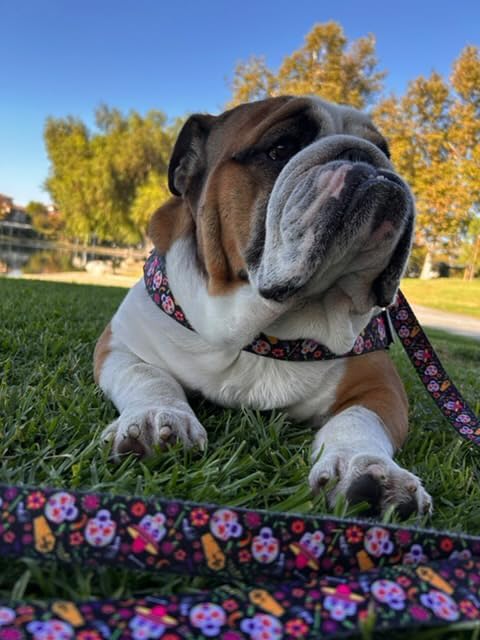 BULLHUG 6 FT Bulldog Leash with Padded Handle. Perfect for Bulldogs, French Bulldogs, Pugs & All Breeds. Leashes for Walking, Training Lead for Bulldogs (Shark)