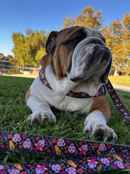 BULLHUG 6 FT Bulldog Leash with Padded Handle. Perfect for Bulldogs, French Bulldogs, Pugs & All Breeds. Leashes for Walking, Training Lead for Bulldogs (Shark)