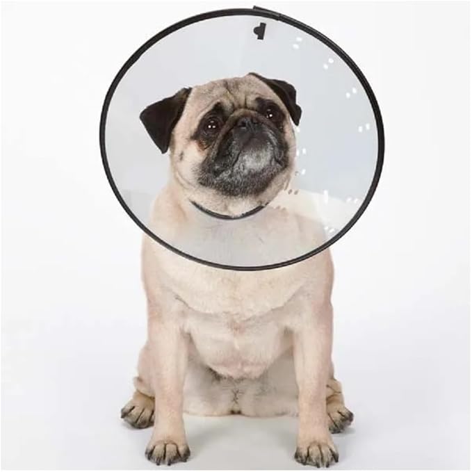 Elizabethan Dog and Cat Collars Recovery Vet Chewing Healthy Behavior Cone of Shame (Clear, Small - Fits 6.5" to 12" Necks)