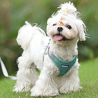 AIITLE Escape Proof Dog Harness - Step in Adjustable Dog Harness No Choke Over with Breathable Mesh and Quick-Release Buckle for All Weather- Outdoor Walking, Training for Medium Dogs Turquoise XL