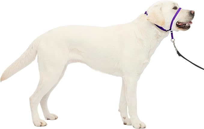 PetSafe Gentle Leader Headcollar No-Pull Dog Collar - Helps Improve Walks - Durable Nylon Construction - Padded Nose Loop - Adjustable Fit - Comfort Walking Halter - Large, Deep Purple
