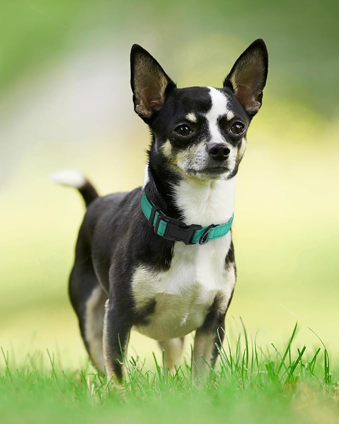 Joytale Reflective Dog Collar, Soft Neoprene Padded, Metal D-Ring, Nylon Pet Collar Adjustable for Puppy and Small Dogs, Teal, XS