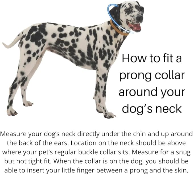 Clasp 1.5mm Stainless Steel Dog Training Collar for Small Dogs | 8" Micro Prong for Dogs 6-26lbs | No Pull Collar | Dog/Puppy Training & Behavior Aid
