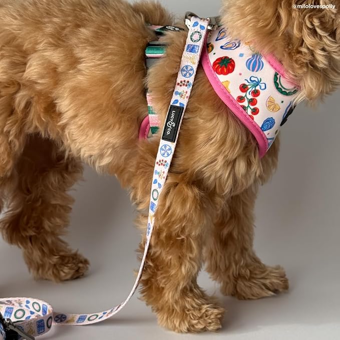 Lucy & Co. Dolce Vita Dog Leash, Durable Matching Dog Lead with Heavy Duty Hardware, Small
