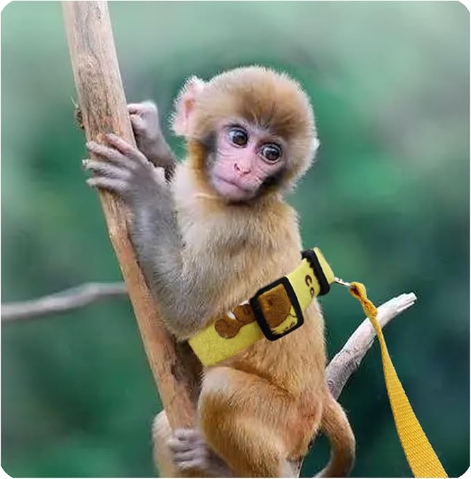 Belly Bands and Matching Leash for Marmoset Monkeys with Adjustable Buckle Waist Circumference Less Than 8 Inches Comfortable Washable Durable