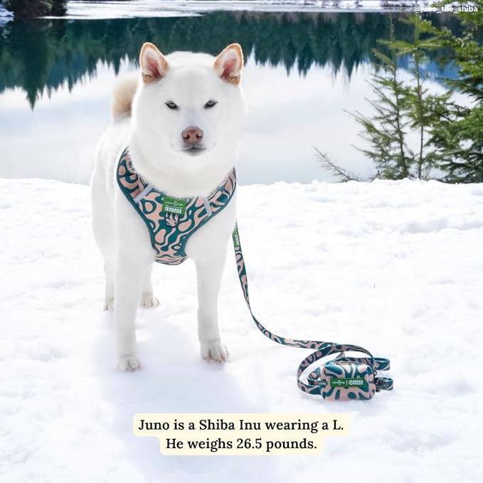 Lucy & Co. x Parks Project Geyser Dog Leash, Durable Matching Dog Lead with Heavy Duty Hardware, Small
