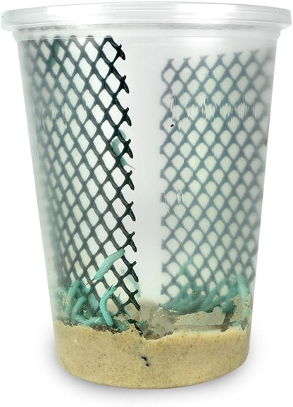 75ct Live Hornworms (3 Cups of 25ct) by DBDPet | Live Arrival is Guaranteed