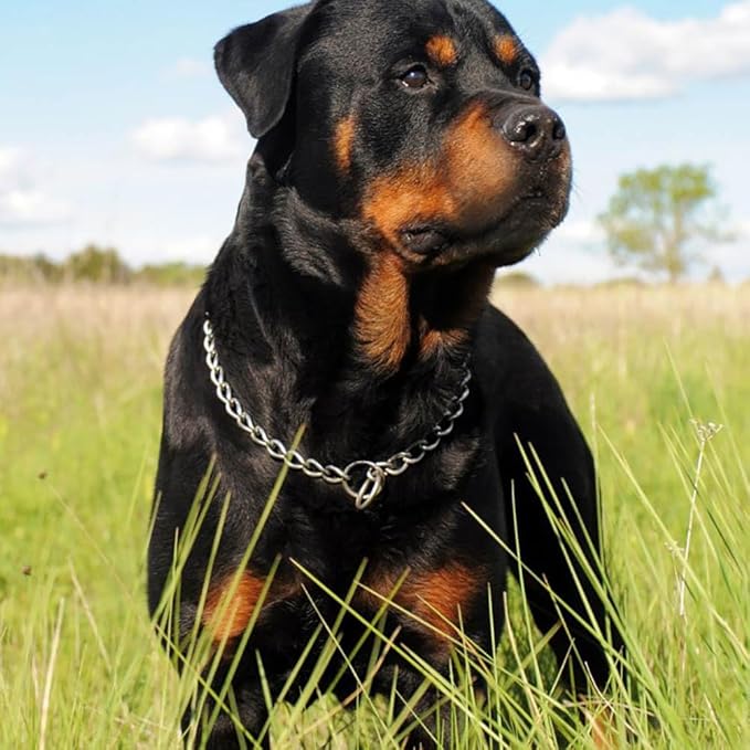 Chain Choke Collar for Dogs, Metal Slip Link Training Heavy Duty Dog Choker Collar Puppy Collars for Small Medium Large Big XL Breed Dogs, 2xSilver L