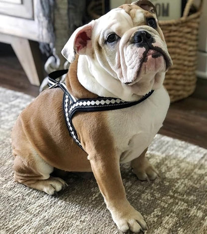 Blueberry Pet 4 Colors Soft & Comfy 3M Reflective Jacquard Padded Dog Harness, Chest Girth 25.5" - 31.5", Palace Blue, M/L, Adjustable Harnesses for Dogs
