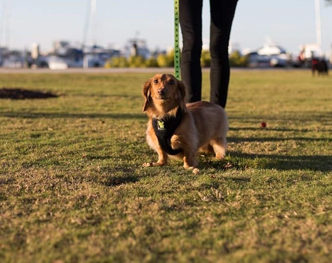 EcoBark Dog Leash - Soft & Reflective Comfort Leashes with Padded Handle - Strong Durable Heavy Duty - Training and Pulling for Small, Medium or Large Dogs (Green)