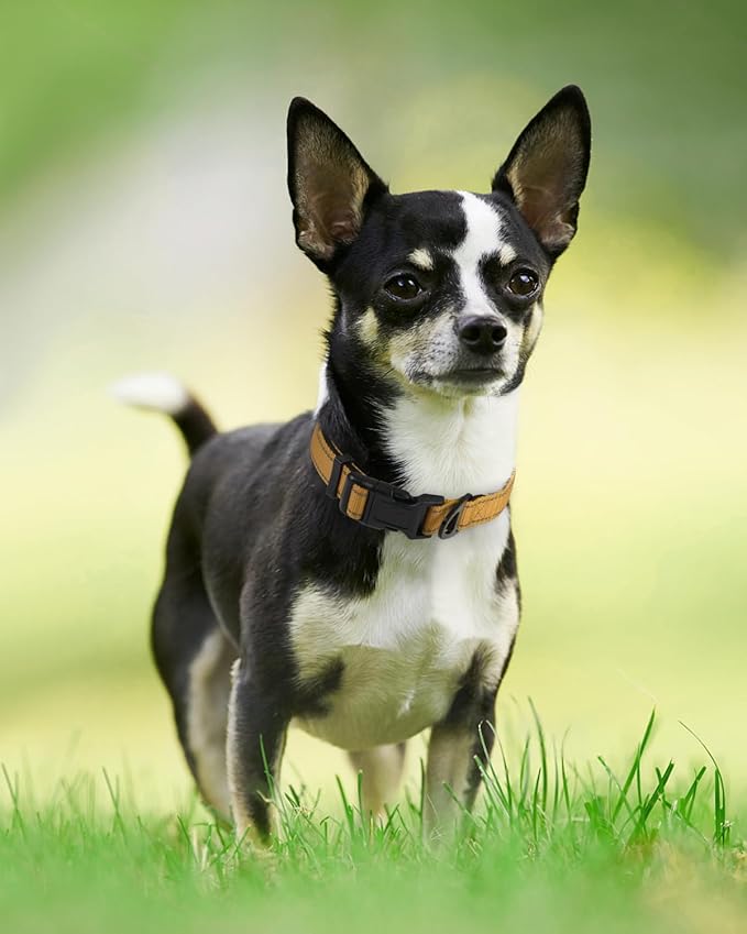 Joytale Reflective Dog Collar, Soft Neoprene Padded, Metal D-Ring, Nylon Pet Collar Adjustable for Puppy and Small Dogs, Khaki, XS