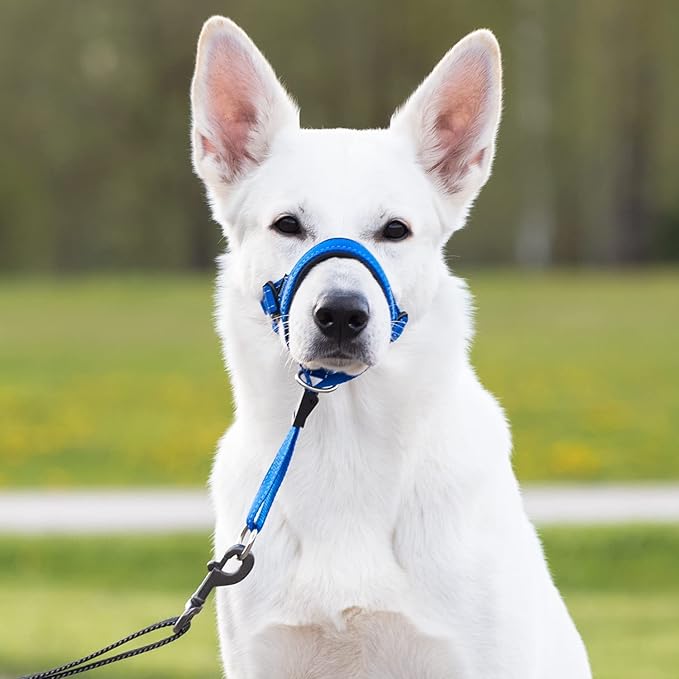 GoodBoy Dog Head Halter with Safety Strap - Stops Heavy Pulling On The Leash - Padded Headcollar for Small Medium and Large Dog Sizes - Head Collar Training Guide Included (Size 2, Blue Nylon)