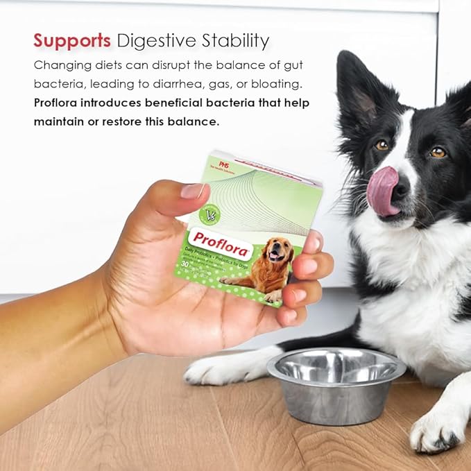 Daily Probiotics and Prebiotics for Dogs, Supports Digestive Health and Immune System, 30 Powder Sachets, 1.06 oz (1-Pack)