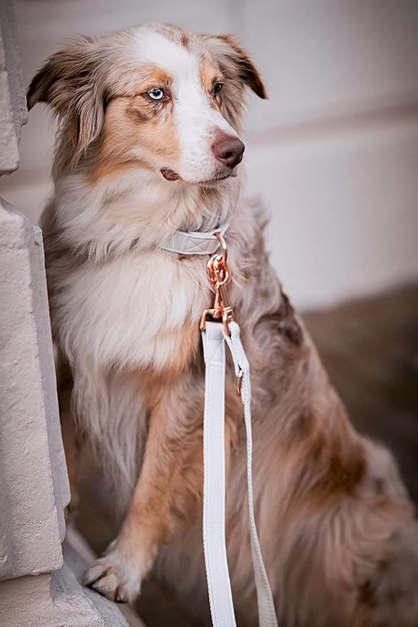 Soft Leather Dog Collar and Leash (6.6') Set - Stylish Rose Gold Heavy Duty Metal Buckle, 4 Adjustable Lengths Leash for Small Medium Large Dogs - Comfortable & Easy to Clean White S(12.2"-16.9")