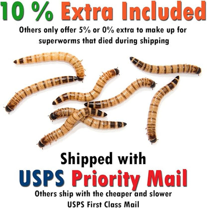 Superworm 200 Live (Large)-Bulk and Organic from Florida
