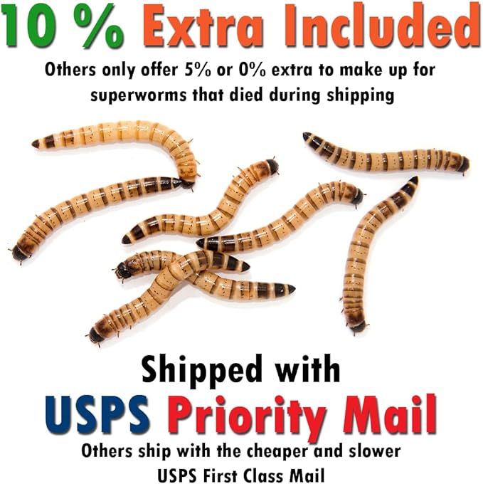 Superworm 300 Live Superworms (Large)-Bulk and Organic from FL