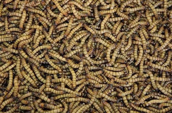Surmen Legacy Live Superworms 1000 Count Gut-Loaded (1.5-2 inches)