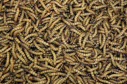 Surmen Legacy Live Superworms 1000 Count Gut-Loaded (1.5-2 inches)