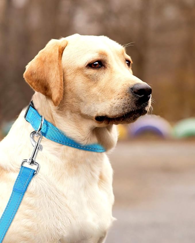 Reflective Dog Collar with Buckle Adjustable Safety Nylon Collars for Small Medium Large Dogs, Blue M