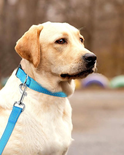 Reflective Dog Collar with Buckle Adjustable Safety Nylon Collars for Small Medium Large Dogs, Blue M