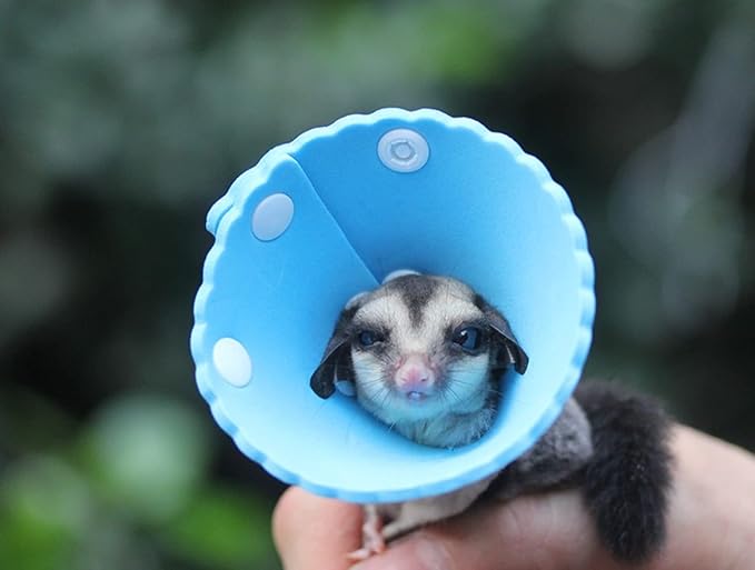 Squirrel Elizabeth Collar, Sugar Glider Protection Cone Neck Recovery Collar, Elizabeth Anti-Water E-Collar Cone for Small Animals, Soft Pet Neck Cone for Squirrel (for Chipmunk/Sugar Glider)