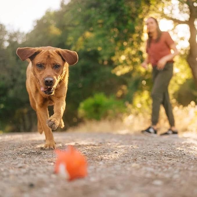 Lanana Creek Farms® Zoom Boost Electrolyte 500 mL Refill Pouch | Ideal for Active Dogs | Rapid Absorption and Easy Digestion | Carrot and Ginger Flavored