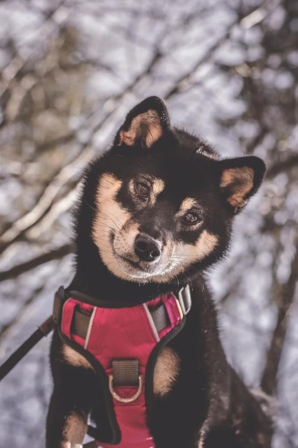 Embark Adventure No-Pull Small Dog Harness – Reflective Trim, Military-Grade Nylon, Front Clip with Gel-Lined Handle
