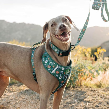 Lucy & Co. x Parks Project Power to the Parks Dog Leash, Durable Matching Dog Lead with Heavy Duty Hardware, Small