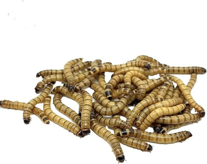 Live Superworms - 250 Large 1.75"- 2"+ - Live Arrival Guaranteed (Hold for Pickup)