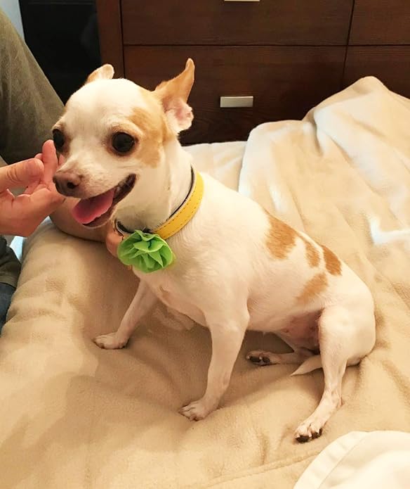 PET SHOW Small Dog Collar Charms Bowties for Cats Rabbits Slide on Puppies Medium Dog Collars Attachment Flower Bows Pet Bowknot Valentines Grooming Costumes Accessories