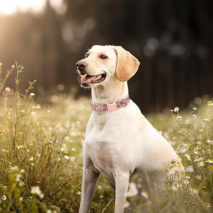 Unique Style Paws Pink Rose Collar Metal Buckle Dog Collar Flower Gift Durable Cute Collar for Small, Medium, Large Dogs