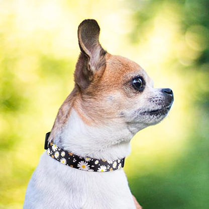 QQPETS Adjustable Soft Dog Collar: Print Flower Pink Multicolor Cute Patterns for XS Small Medium Large Pet Girl Boy Puppy Walking Running Training (L, White Daisy)