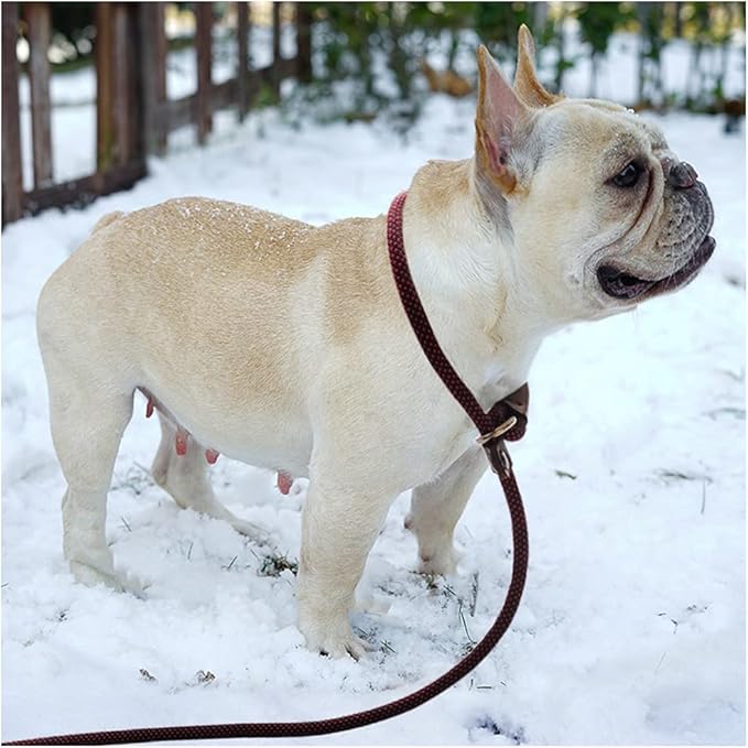 BTINESFUL 7FT Slip Lead Dog Leash, 1/4" Nylon Rope Dog Training Leash, No-Pull Leashes for Small Medium Dogs Walking Controlling